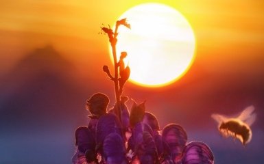 Астрономи нарешті розгадали загадку "сонячних пальців"