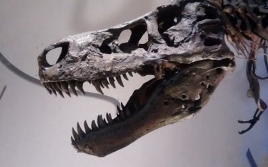 Вчених приголомшила знахідка у черепі тиранозавра