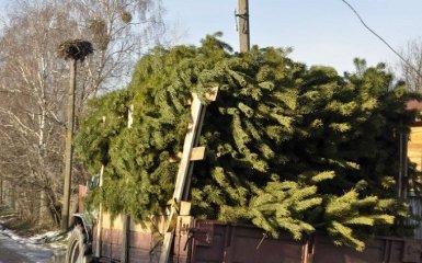 Партиями везут через Россию: оккупанты продают в Крыму елки из Украины
