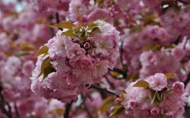 Москаль показал красочные фото цветения сакуры на Закарпатье
