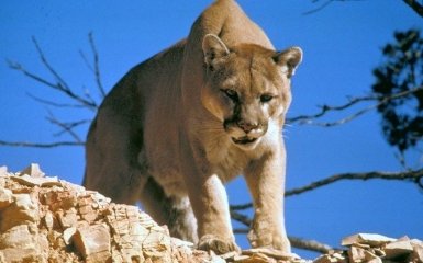 Ще одна тварина із Червоної Книги офіційно визнана вимерлою