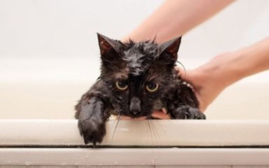 Как помыть кота и остаться живым — действенные советы