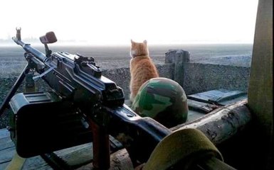 Россия обижает котиков: сеть взбудоражило умилительное фото с Донбасса