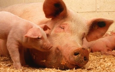 В Україні зафіксовано новий випадок африканської чуми свиней