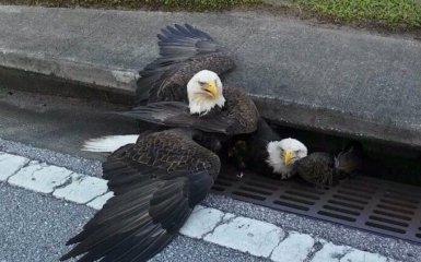 В інциденті з національними символами США побачили погану прикмету: з'явилися фото і відео