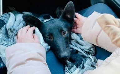 Ніжна собака Бонні шукає родину та новий дім