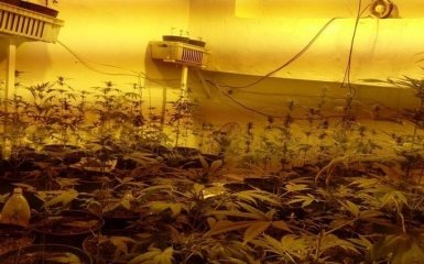 Кива нашел в психбольнице Луцка целую плантацию конопли: опубликованы фото