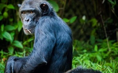 Сеть взорвал ролик с обезьяной, которая умеет листать Инстаграм (ВИДЕО)