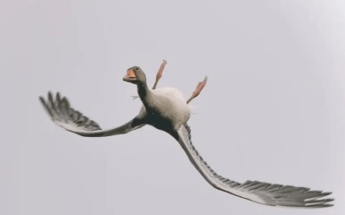 Вчені пояснили дивну поведінку диких гусей