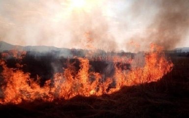 Чому не можуть загасити пожежу на Житомирщині - нарешті відома причина