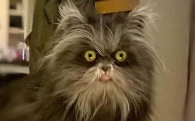 В Канаде объявился кот-оборотень: опубликованы фото