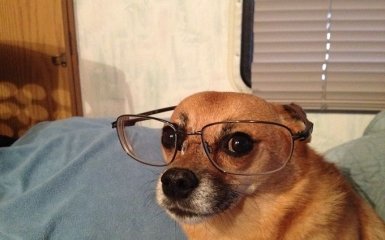 Это стоит увидеть: в США выбрали самую уродливую собаку в мире