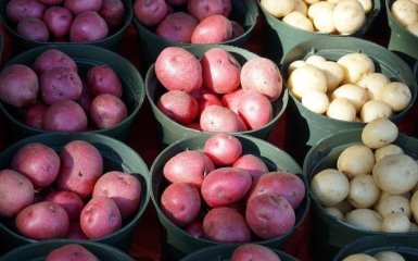 Беларусь потеряла лидерство в экспорте картофеля и сама покупает ее в Украины