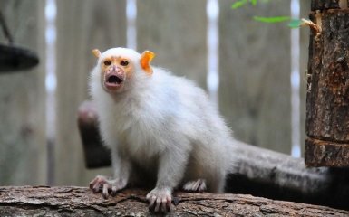 В лесах Амазонии нашли неизвестный ранее вид миниатюрных обезьян