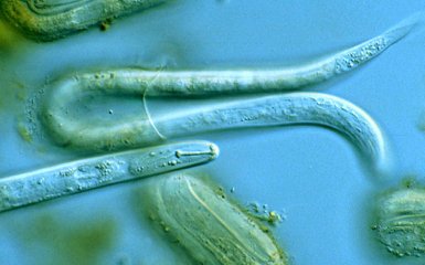 Ученые признали еще одну свою ошибку