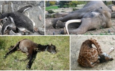Добірка дивовижних фактів про те, як сплять тварини (10 фото)