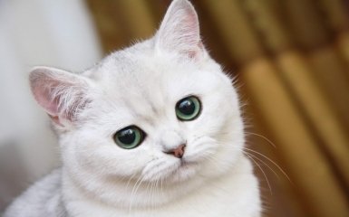 Про що говорять кішки: вчені розшифрують мову наших улюбленців