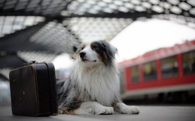 Как перевозить кошку или собаку в поезде — действующие правила в Украине