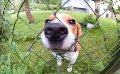 Биологи научились точно сравнивать возраст человека с возрастом собак