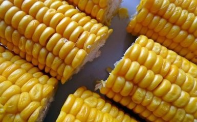 Як треба варити кукурудзу: корисні поради
