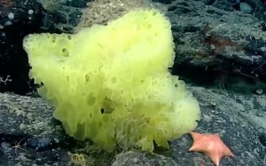 В Атлантическом океане нашли настоящих Губку Боба и его друга Патрика