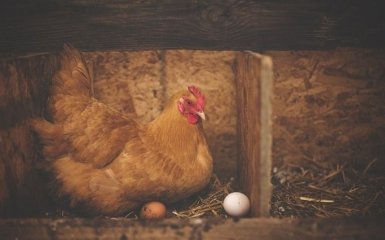 Науковцям вдалось отримати антитіла від COVID-19 з курячих яєць