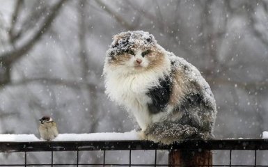Наближається ще одне похолодання: названа дата останнього снігу в Україні