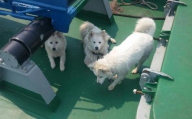 Гуманність у всій красі: в порт РФ не пускають судно з цуценятами врятованої у відкритому морі собаки