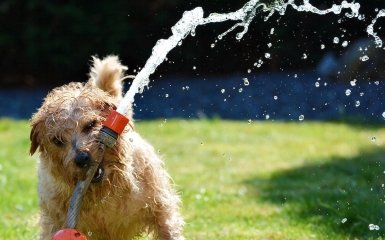 Чи очікувати українцям прохолоди до кінця тижня — прогнози синоптиків