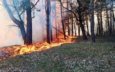 Масштабна пожежа в Чорнобильській зоні - нарешті названа причина