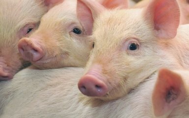 У главаря ДНР похвастались успехом с молодыми свинками: опубликовано видео