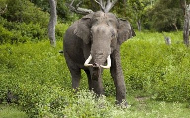 Науковці планують створити гібрид слонів з мамонтами