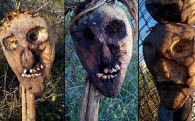 В Венгрии придумали жуткий способ борьбы с мигрантами: опубликованы фото