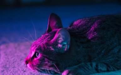 Всесвітній день домашніх тварин: як його святкують зірки та їхні улюбленці