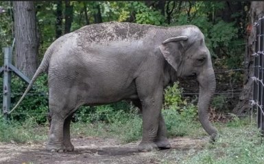 Слоны в неволе