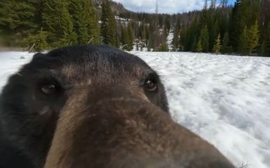 Ведмідь знайшов загублену GoPro і став відомим — камеру з відео випадково виявив мисливець