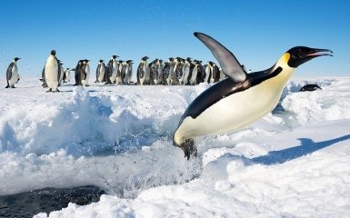 Украинские полярники показали "марш" пингвинов к океану
