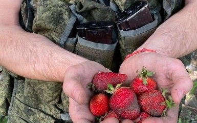 Російські загарбники у Херсонській області наймаються до місцевих збирати полуницю