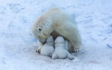 Белые медведи