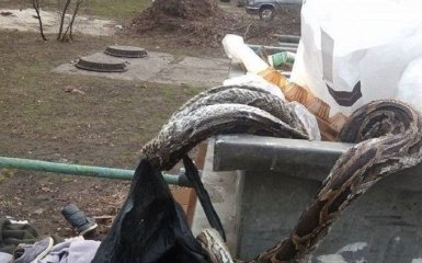 В Киеве в мусорном контейнере обнаружили огромного удава: появились фото