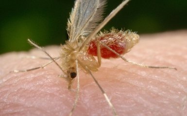 Москітів почнуть стерилізувати радіацією для боротьби з вірусом Зіка