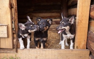 Как взять собаку из приюта и как сделать правильный выбор