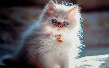 Гімалайські кошенята — особливості, характер і правильний догляд