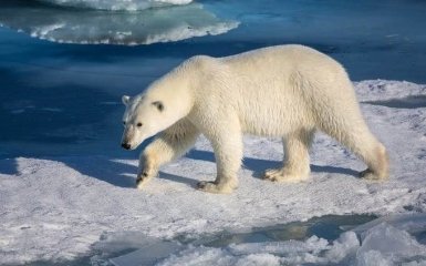 Вчені назвали моторошні наслідки танення арктичних льодовиків