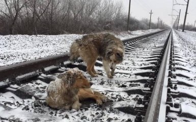 История о псе, защищавшем раненую подругу, стала суперхитом сети: появились фото и видео
