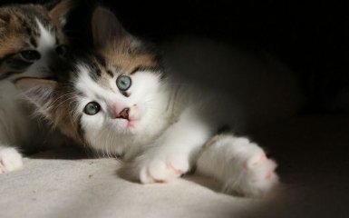 Издевательство над животными: впервые в Украине суд вынес резонансное решение