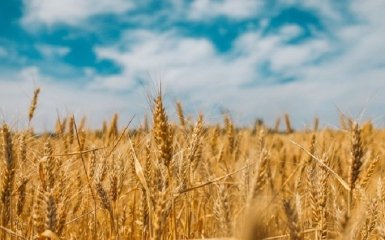 У Запорізькій області росіяни вкрали 2 тисячі тонн зерна