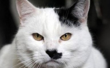 Ученые объяснили, почему рождаются коты, похожие на Гитлера
