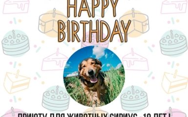 Привітай хвостиків: найбільший притулок для тварин в Україні святкує день народження