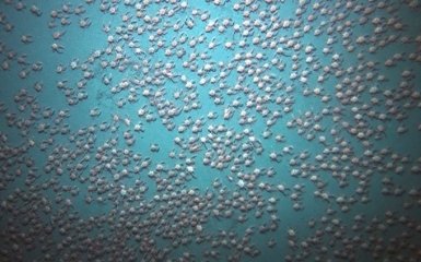 Ученые увидели на морском дне десятки тысяч "инопланетян": опубликовано видео